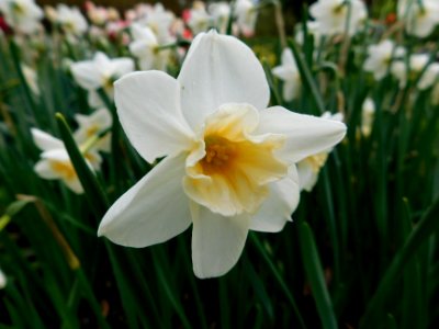 Narcissus sweet love