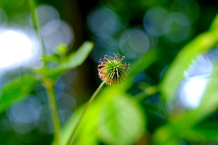 Green prickly plant