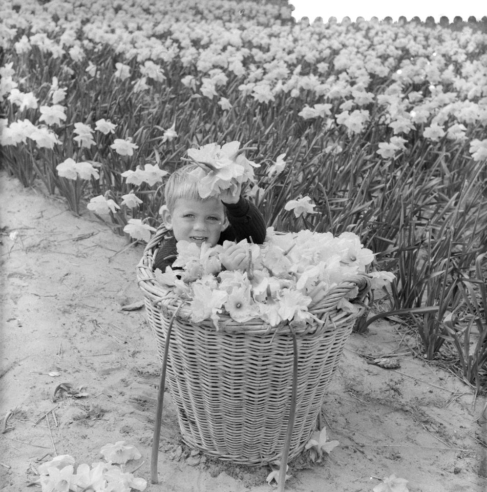 Narcissen in volle bloei, kopje tussen de bloemen, Bestanddeelnr 911-1669
