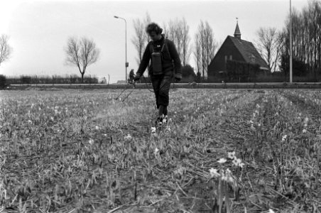 Narcissen in bloei door zachte winter bollenveld dat elk dag onderhouden moet w, Bestanddeelnr 927-6831