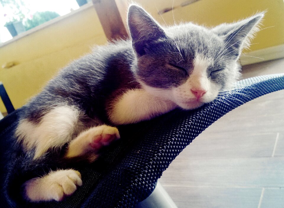 Pussy cat puppy feline