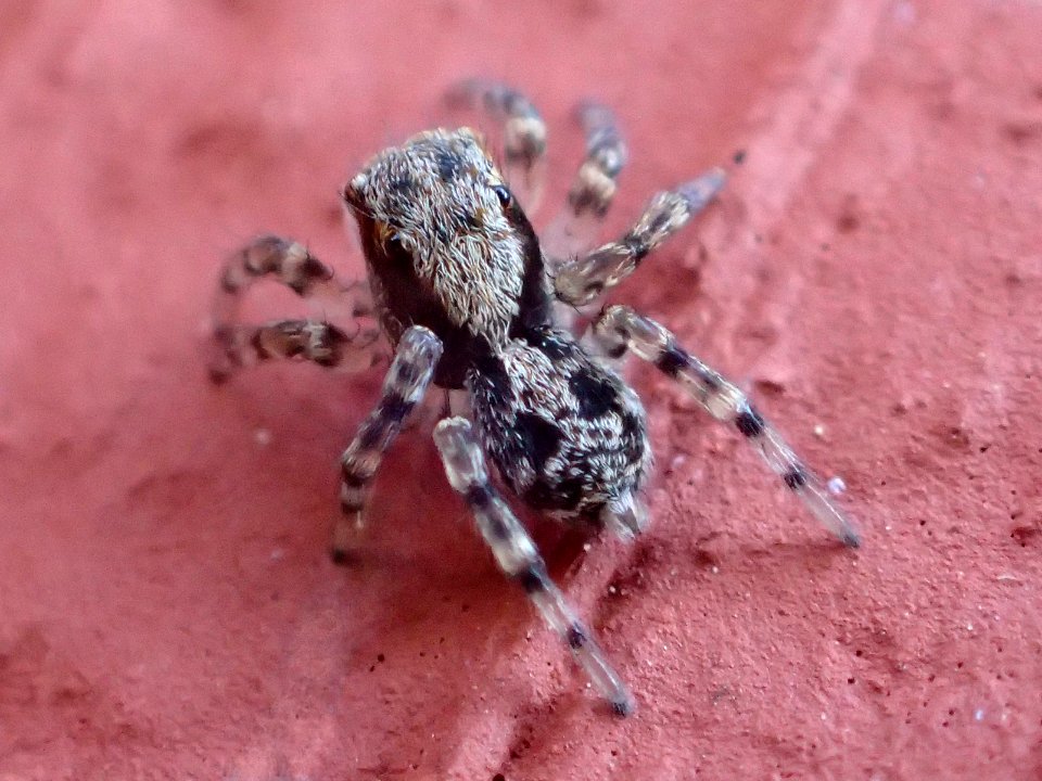 Naphrys pulex 41699451