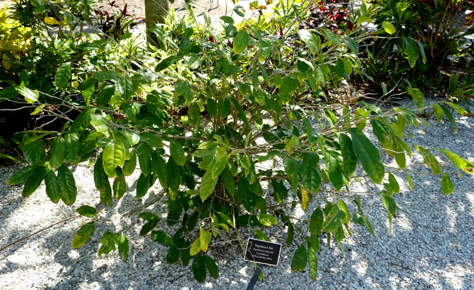 Napoleonaea imperialis - Naples Botanical Garden - Naples, Florida - DSC09908