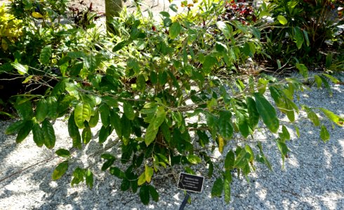 Napoleonaea imperialis - Naples Botanical Garden - Naples, Florida - DSC09908
