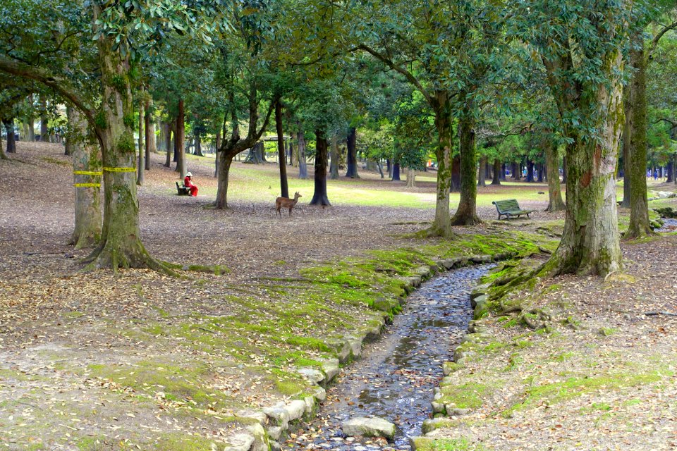 Nara Park - Nara, Japan - DSC07491