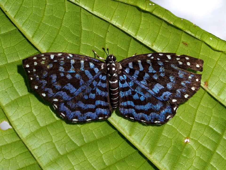 Napaea heteroea 60229020