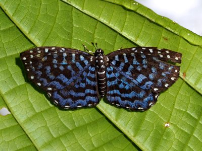 Napaea heteroea 60229020