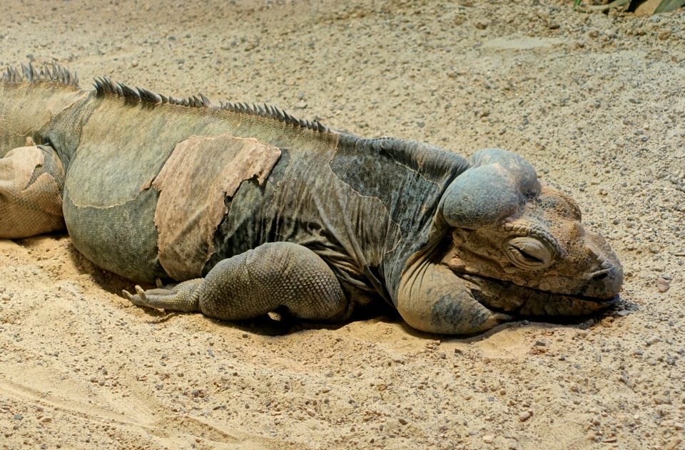Naptime - Flora park - Cologne, Germany - DSC00798