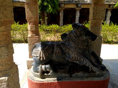 Nandi 3 photo