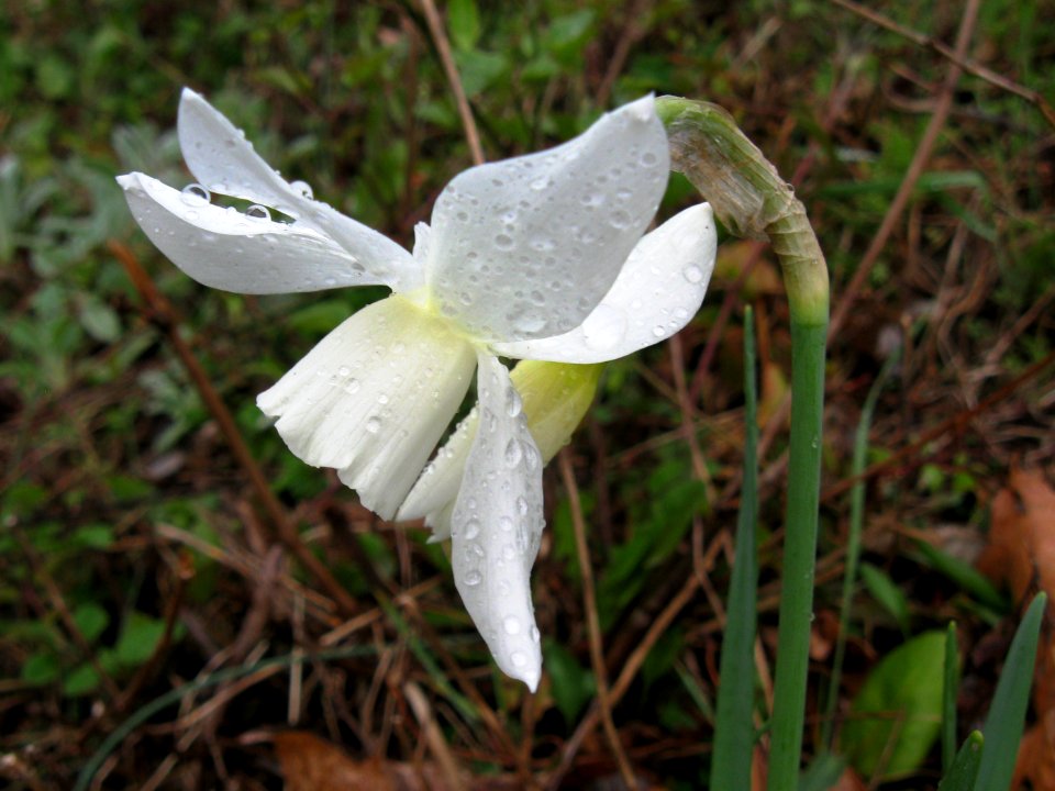 Narcissus, 2020-04-09, Beechview, 03