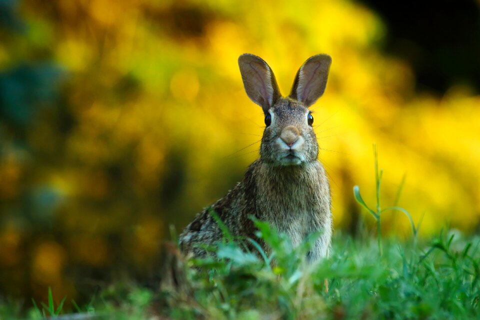 Wildlife bunny macro