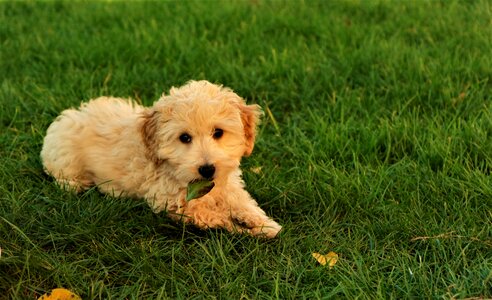 Pet animal canine