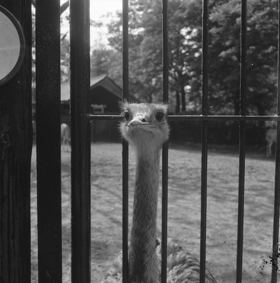 Nandoe in dierentuin te Blijdorp, Bestanddeelnr 919-2610