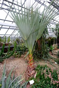 Nannorrhops ritchieana - Botanischer Garten - Heidelberg, Germany - DSC01339