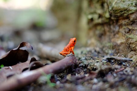 Macro wood red