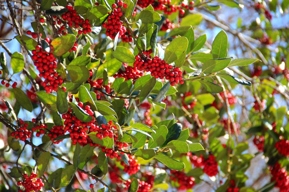 Nandina Gibbs Gardens, Feb 2017