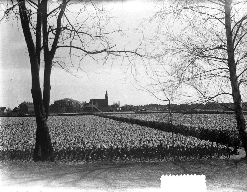 Narcissenvelden om Lisse, Bestanddeelnr 905-6557