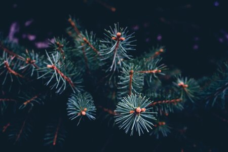 Close-up color conifer photo