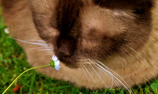 Mieze domestic cat fur