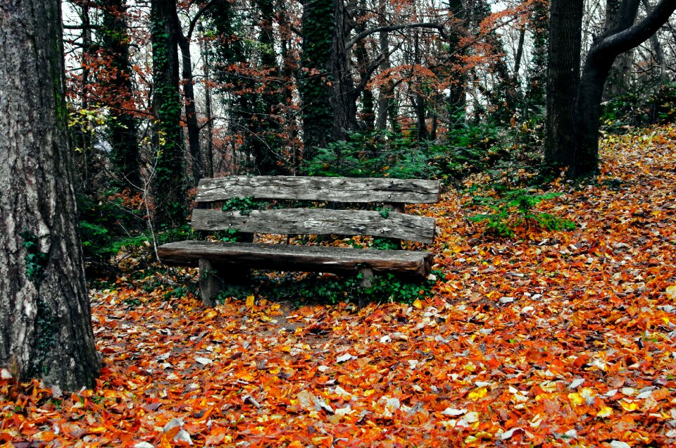Privacy nature wood