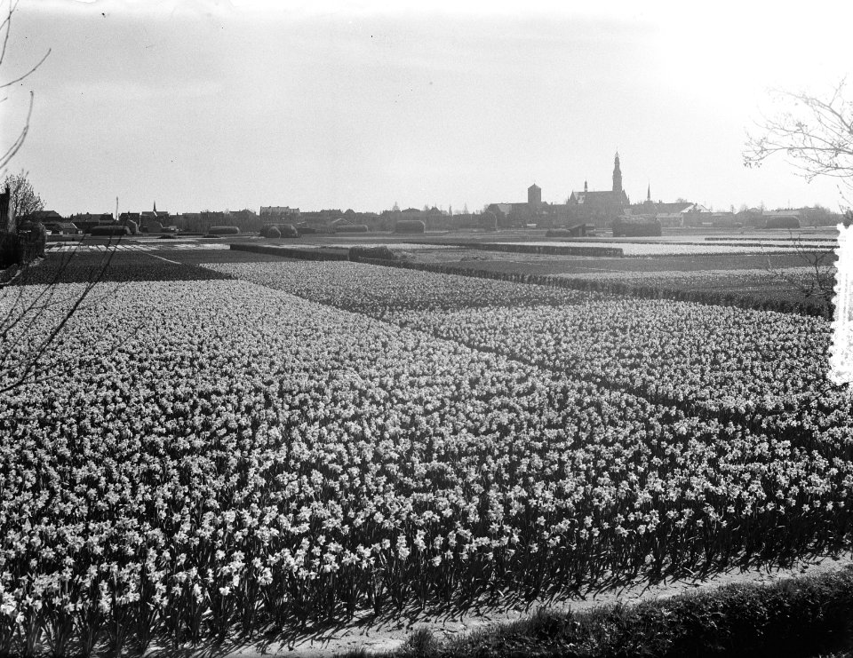 Narcissenvelden om Lisse, Bestanddeelnr 905-6556
