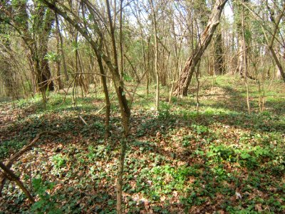 Nagybajom, Koroknya-vár 04