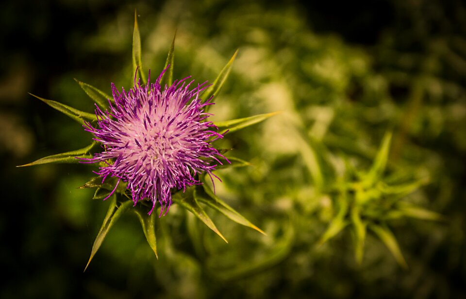 Wild plant nature spikes photo