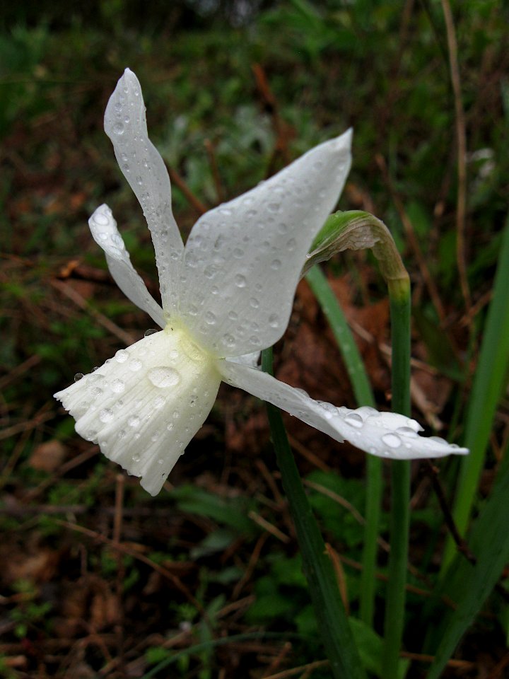 Narcissus, 2020-04-09, Beechview, 02