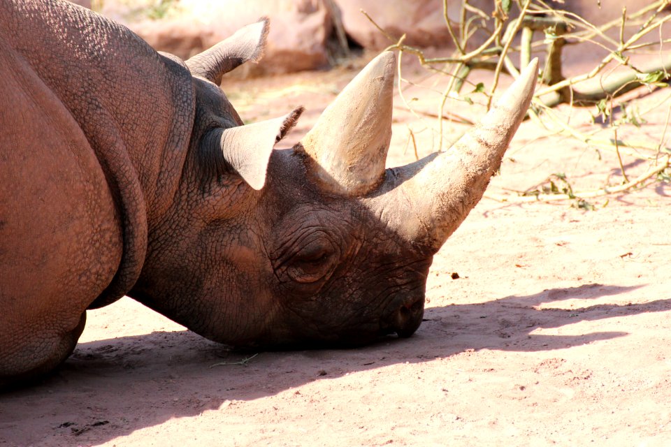 Nahansicht Kopf Spitzmaulnashorn (Diceros bicornis), Zoo Hannover