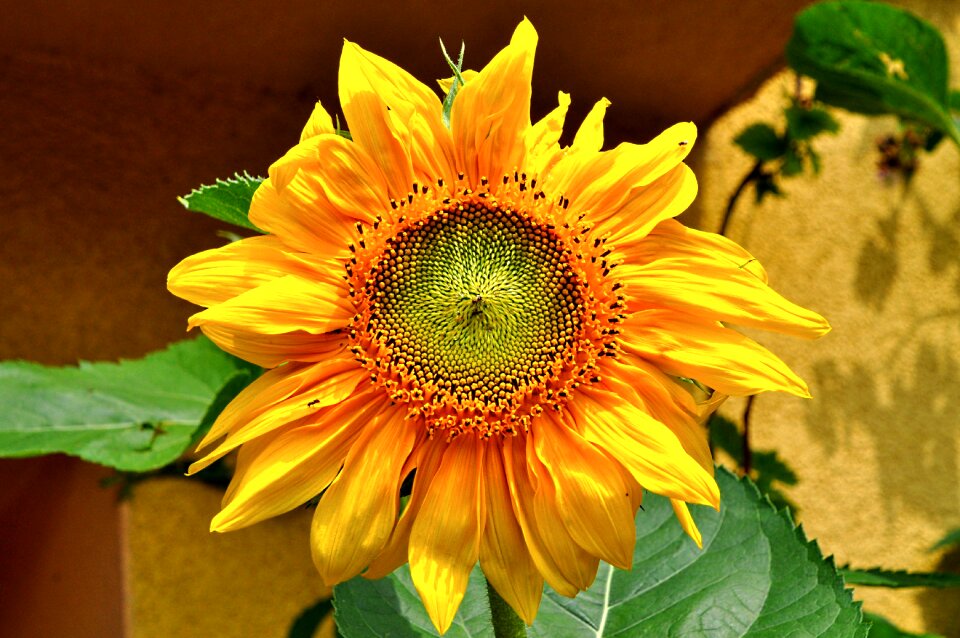 Sunflower summer garden