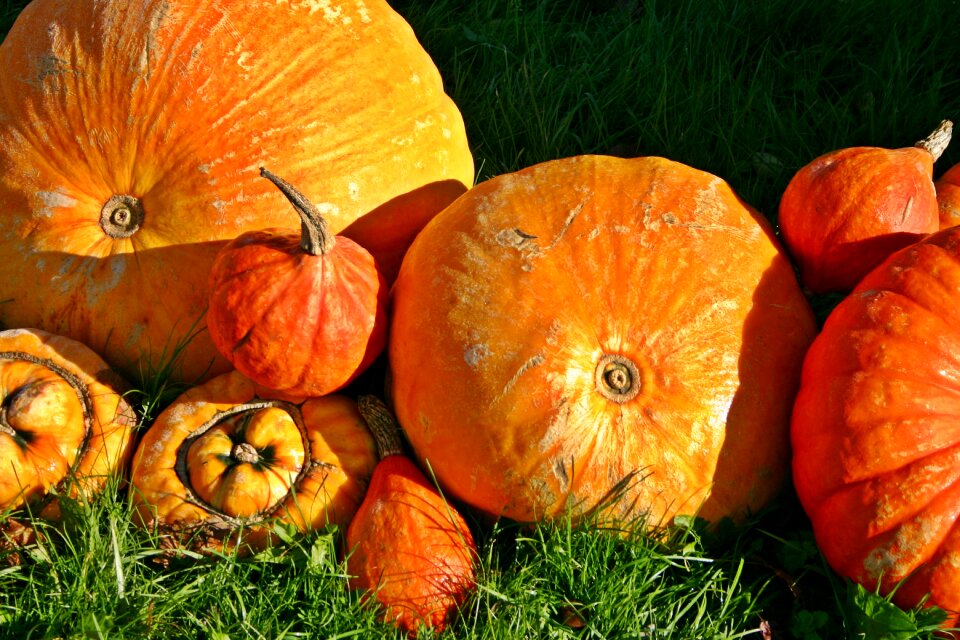 Harvest festival halloween harvest
