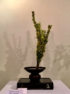 Nagoya Ikebana Art Exhibition Sakae Nov 2018 61