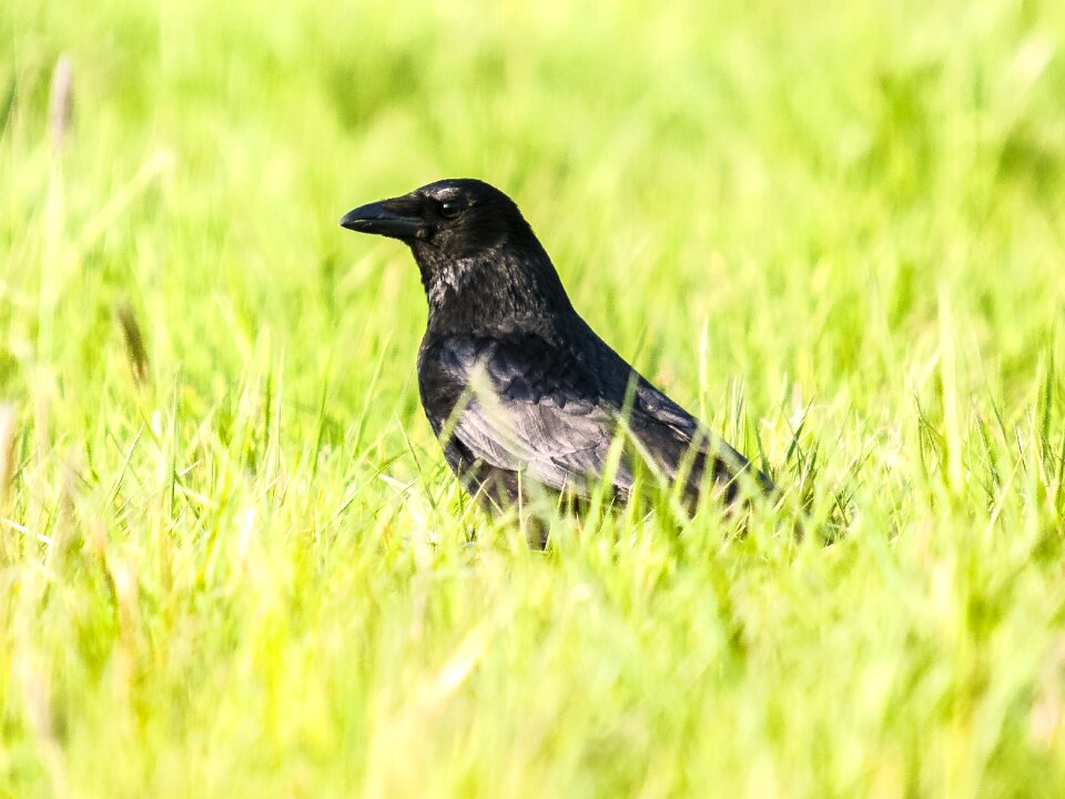 Bird nature animal