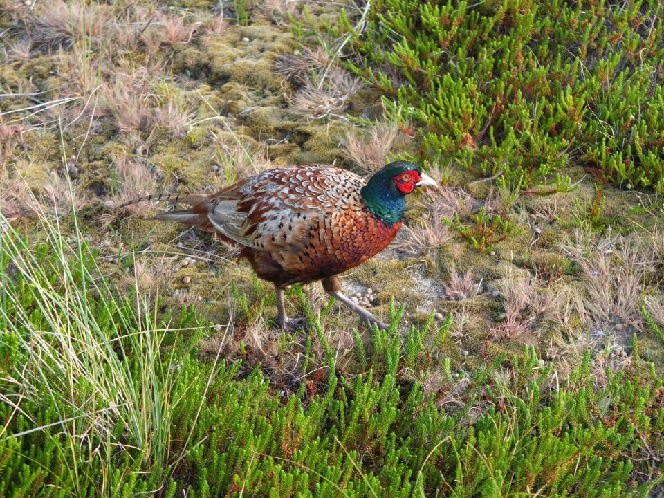 Colorful animal males