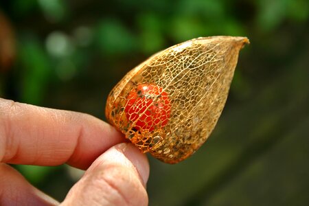 Hand fruit pericarp