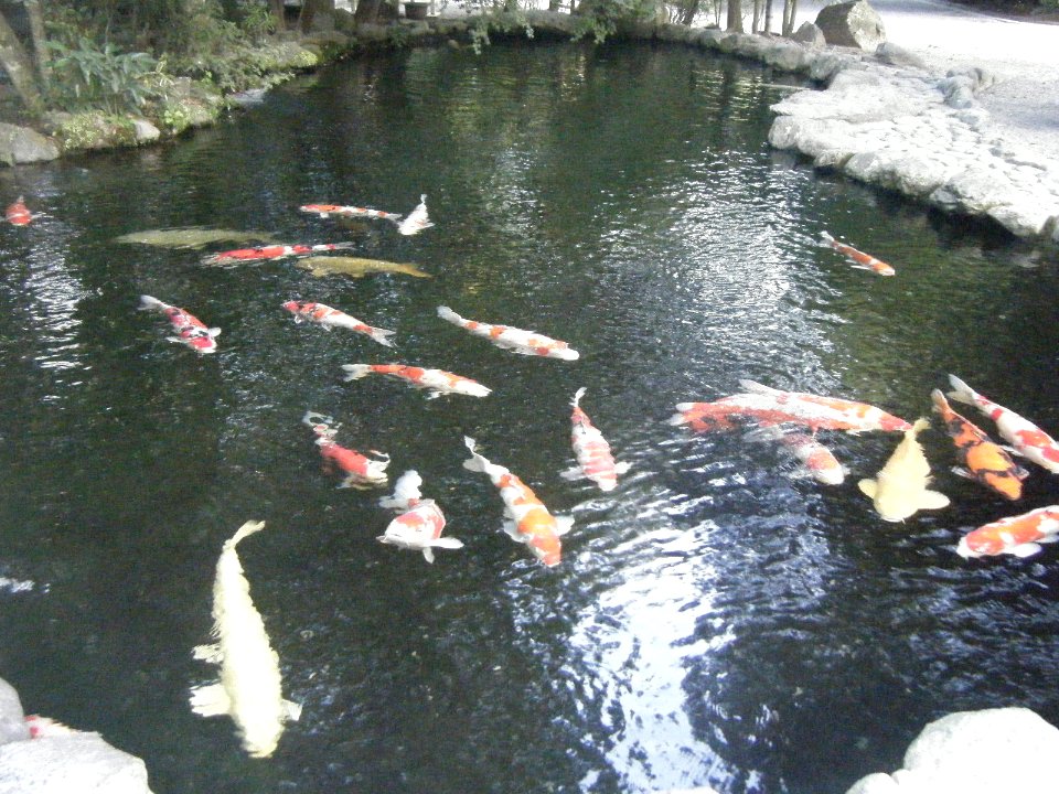 Naiku Ise Shrine 37