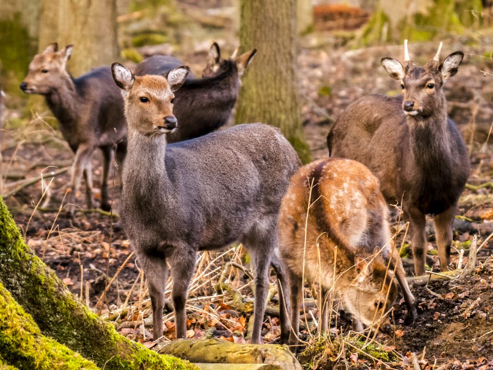 Animal saw animal nature