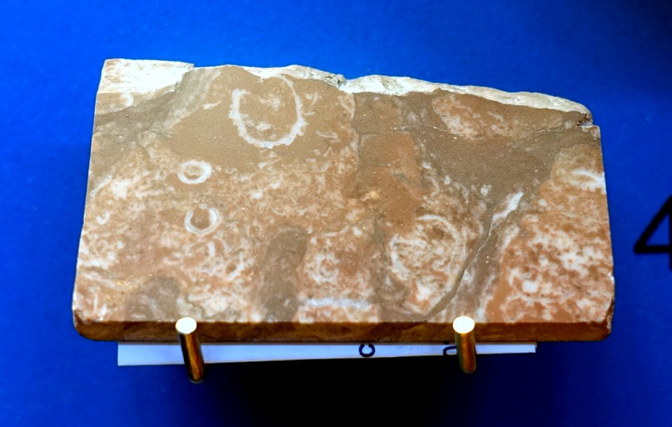 Namacalathus and Cloudina, Canada, in 545 million year old limestone - Redpath Museum - McGill University - Montreal, Canada - DSC07920