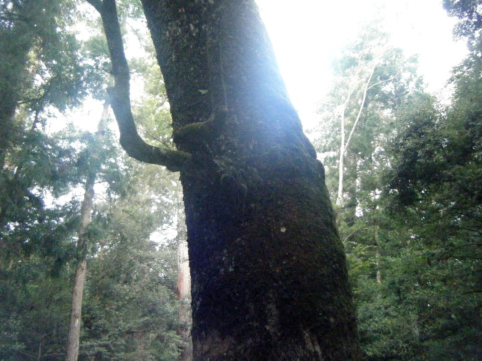 Naiku Ise Shrine 24