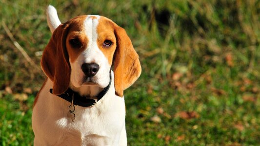 Beagle mammals dog photo