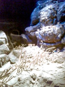 Nagoya Aquarium (13)