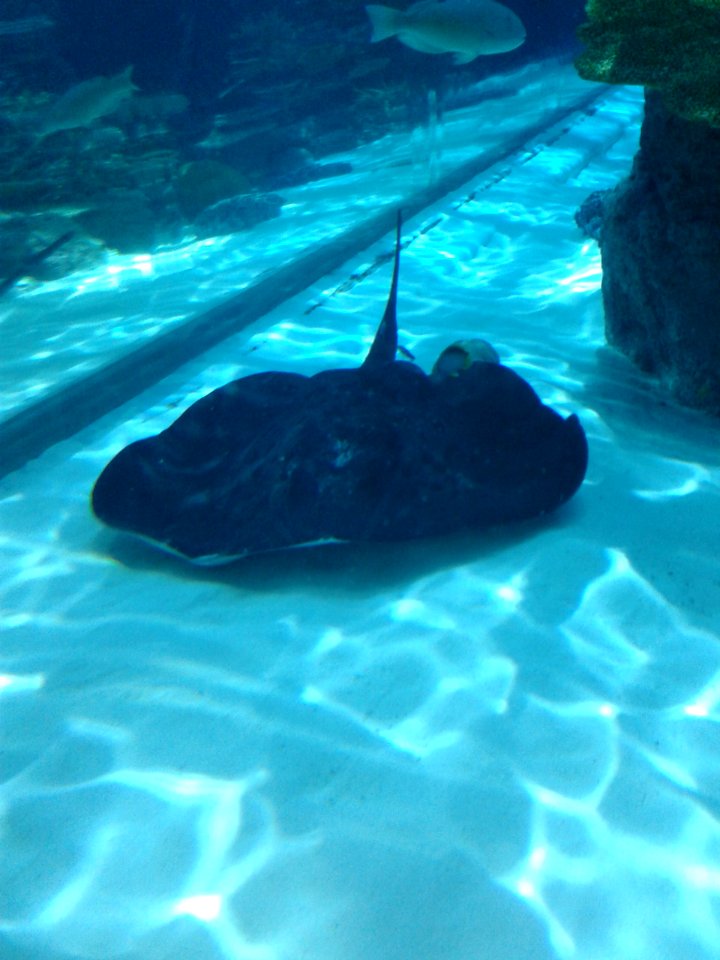 Nagoya Aquarium (10)