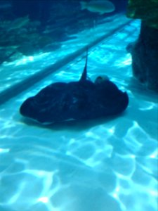 Nagoya Aquarium (10)