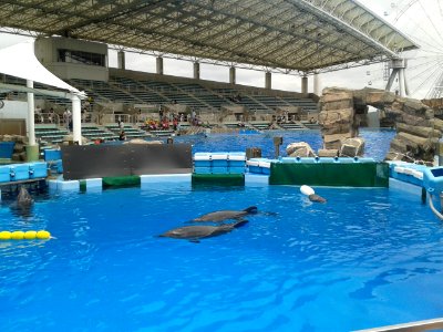 Nagoya Aquarium dolphins photo