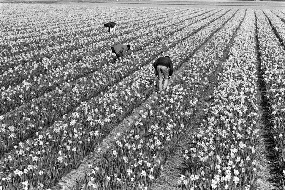 Narcissenvelden bij Hillegom, Bestanddeelnr 934-4151