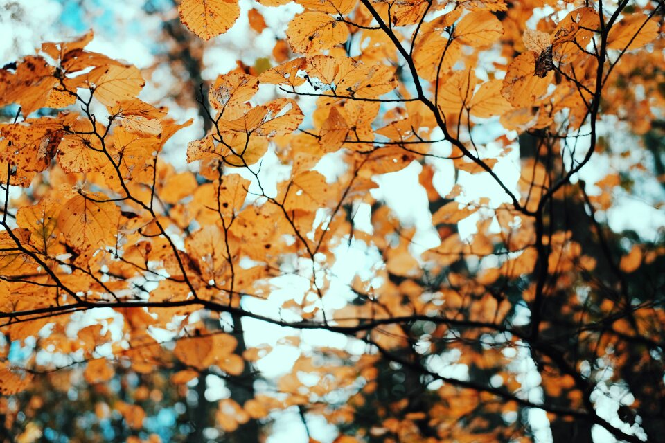 Leaves nature tree