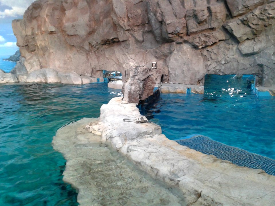 Nagoya Aquarium Beluga (1)