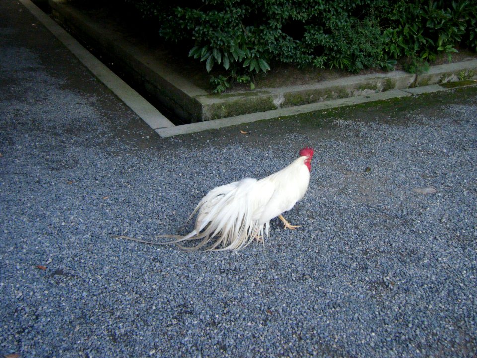 Naiku Ise Shrine 39