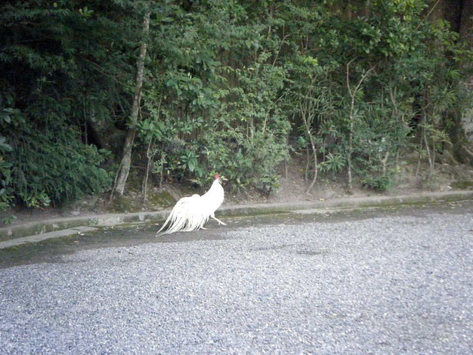 Naiku Ise Shrine 40