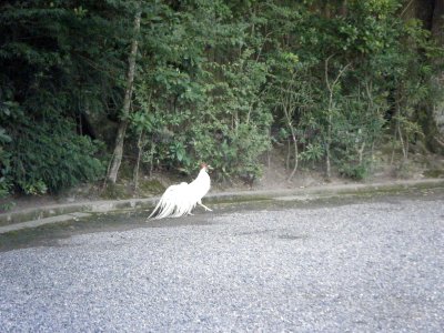 Naiku Ise Shrine 40